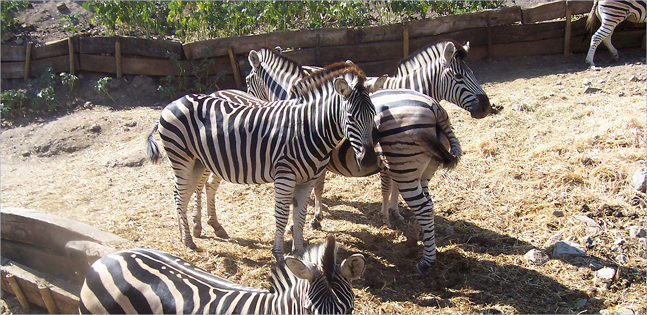 Transfers to Estepona